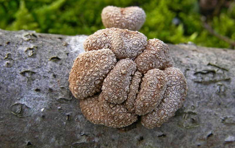 Encoelia furfuracea.